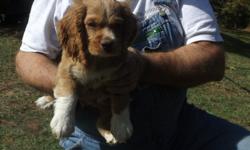 Cocker Spaniel male 350.00. Red boy with blue eyes. 10 weeks old, UTD on all shots and worming. CPR registered, Certified Pet Registry. Approx weight full grown 19 to 23#. Located in Winnfield LA 71483. More pics on facebook page Maw and Paw Mac Kennels