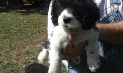Cocker Spaniel male for sale, 350.00. Black and White Party. 10 weeks old, UTD on all shots and worming. CPR registered, Certified Pet Registry. Approx weight full grown 19 to 23#. Located in Winnfield LA 71483. More pics on face book page Maw and Paw Mac