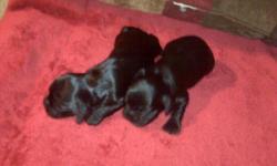 5 week old Cocker Spaniel puppies. They are pure breed but do not have papers. There are three little girls left who need good homes, 2black and 1 brown. They will be ready at the end of the month which makes them perfect stocking stuffers! The have been