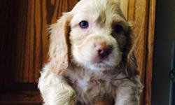 PRICE REDUCED!!! Pure bred Cocker Spaniel puppies available!!!! MOM & DAD AKC REGISTERED. . . We have male and female pups available, both Apricot & White in coloring, All puppies have olive green eyes which are rare, Both parents are on premises ,Puppies