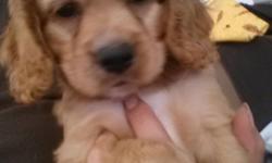 Beautiful, playful purebred american cocker spaniel puppies. 9 weeks old, ready for a new home, shots up to date, dewormed, tails docked. Clean and healthy. With their records, Mother on site. 3&nbsp;Males, 1 Female.(619)419-8069
Hermosos y juguetones
