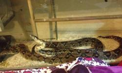 2 Columbian Red-tail boas, both approximately 7 feet long, 28-35lbs.
Comes with feeding terrarium (50 gallon tank), main terrarium (200 gallon - converted display unit), heat lamp with 150 Watt bulb, 18 month supply of food (frozen guinea pigs), fogger,