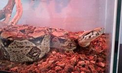 I have a 6 1/2 - 7 ft Columbian Red Tail boa that I am looking to sell. I have never had it sexed as I never intended to breed. The snake is 5 1/2 years old. It is healthy and tame. It is currently eating medium rats, (usually 2) once a month. I will sell