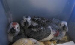 Hand Raised Congo African Grey babies.&nbsp; Alison's Parrot Place is associated with The Nationwide Parrot Place Organization.&nbsp; We specialize in hand raising baby parrots in our home for your home.&nbsp; If you are looking for a sweet baby this is