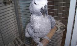 Bumba is a lovable and entertaining 15 year old male Congo African Grey parrot. I am getting on in years and want to find him a permanent, loving home.&nbsp; Due to some neglect at a previous owner's home, he is a partial plucker.&nbsp; He plucks his