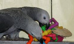 Congo African grey parrots we are giving out for adoption. The birds are current on all shots and DNA tested, they have been tamed, declawed and raised around children and other home pets. Contact us for more details. They are also true talkative,