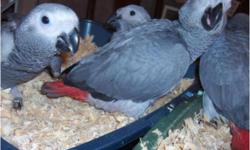 Beautiful and healthy baby greys...fully&nbsp; weaned to organic pellets. We are including her cage and accessories (shower perch, toys, carrying bag, treats, books). Cage has external feeders and playtop
and seed guard.
Huge vocabulary. Even farts, bups,