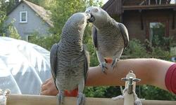 Congo African Greys Parrots with cage and toys for rehoming,they come with all their papers and are very friendly to other home pets and kids.they come with toys and cage.Text () - for more info