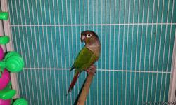 This little one is a young Split to cinnamon - Turquoise and normal.&nbsp; Conures are fairly quiet making them great apartment birds.Green Cheeks are Wonderful little parrots that are most playful and loving. They are curious, energetic and great
