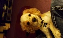 4 month old cooker spaniel male AKC beautiful outgoing boy