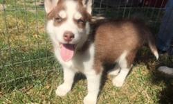 Hello! I am Cookie, the darling female red and white ACA Siberian Husky! I was born on May 18, 2016. They are asking $750.00 for me. I will come with shots to date and worming. I have red and white fur and a awesome personality. So if you think that I'm