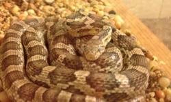 Corn snake with tank and heat lamp all the accessories you need please contact --