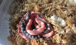 Baby corn snakes saking 15 and younger 3 snakes asking 25.00