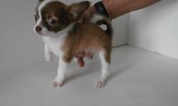 Cute Small Chihauhua Puppies.They have thier shots and health certifcates.The first pic is a brown and white long hair boy,Pic 2 is a short hair tan and white boy,pic 3 is a short hair white and brindle colored female.They are 8 1/2 weeks old.Please only