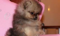 We have 2 beautiful female and a male pomeranian pupp. They are 12 weeks old and have been de wormed and deflead. Mother and the father is a standard pom. Both parents can be seen. They have lovely characters and have been brought up around other dogs,