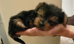 Awesome AKc Registered Pure Bred Yorkshire Terrier for more info regarding my lovely babies via text me via TEXT (517) xx 492 xx 4362 for more information if interested