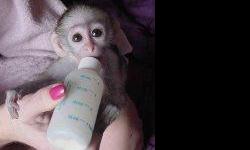 There is a male and female baby capuchin monkeys we have for sale now. They have been raised in our home and have grown up together. They are on current shots and have been vaccinated against diseases and have all vet papers and health records. They are