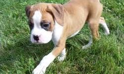 5males,3females boxer puppies 9 wks old.1st shots and been dewormed,very cute,playful,healthy and tail docked (423)266-6144