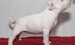 English Bull Terrier puppies left, solid white. AKC registered, baer tested and micro chipped. Both parents have fantastic temperaments and the pups have been raised in the family home around other dogs and children. Puppies will leave vet checked and