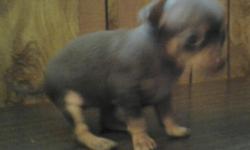 4 adorable puppies for sale. black/tan & brown/tan; male & female each color...ready wed. 25th...call -- leave message