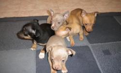 I?m selling 4 Chihuahua puppies, almost 7 weeks old. They will be ready to go to their new loving home anytime after Dec. 12th and no later than Dec. 16th. One grayish female and 3 males, one black with a little bit of brown and white on feet, one grayish