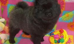 blue-black tongue its almost straight hind legs"Here is kaki and shella at 8weeks they are still very playful and extremely friendly. kaki and shella love playing ball and eating. they are great with children and love to socialize with other dogs. contact