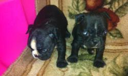 CUTE CKC FRENCHTON BULLDOG PUPPIES. &nbsp;READY TO GO. MALES & FEMALES. &nbsp;UTD ON SHOTS, WORMING, VET CHECK. &nbsp;FOR MORE INFORMATION PLEASE CALL OR TEXT 601-616-2082 OR 601-616-4236.