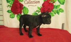 CUTE CKC FRENCHTON BULLDOG PUPPIES. 1&nbsp;MALE & 1 FEMALE LEFT.&nbsp;FROM 2&nbsp; DIFFERENT LITTERS. &nbsp;ABOUT 9 WEEKS OLD. &nbsp;UTD ON SHOTS,WORMING & VET CHECKED. THE MALE IS &nbsp;1/2 BOSTON TERRIER & 1/2 FRENCH BULLDOG.&nbsp; THE FEMALE&nbsp; 3/4
