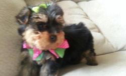 2 Tiny Beautiful and very cute purebred CKC yorkie females. They have current shots, dewormed and ready for a new loving home. Only $700 each. Call or Text ( 951-295-3525 )