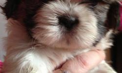 Cute & & cuddly Shih Tzu puppies currently 10 weeks old. They will certainly be ready for forever families. AKC signed up and will be present on puppy shots. Shih Tzus are wonderful with children and other animals. Accepting deposits of $100; balance paid