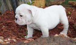A.K.C Registered English Bull dog puppies I have a litter of 4 come with all rquired shots and worming 1 female 3 males availabe
For further information call 850-510-1271
&nbsp;