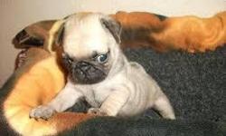 *** Cute Male Pug Puppy*** he is very playful and freindly to every1
CONTACT&nbsp;&nbsp; (313) 723-5160&nbsp;&nbsp;&nbsp;&nbsp; FOR MORE INFO AND PICS
&nbsp;
