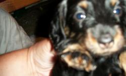 I have 3 females and one male. 2 females are long haired and the other one is a smooth coat, black and tan. The male is a double dapple short hair. The puppies will come with a puppy packet, first shots, worm free, very well socialized with other animals