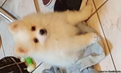 We have 2 pomeranian puppies available just in time summer.All puppies will come with first shots and deworming. They will also come with a small sample of puppy food. Both puppies are very lively and live with both parents. They do not have papers.First
