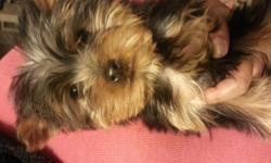 Cute Teddy Bear Face Male TOY YORKIE Available perfect xmas gift. The puppy has shots and dewormed at 11 weeks old perfect for xmas gift. He is purebred CKC registered. Parents on premises with ckc papers i paid $1400 each. Im asking $1000 for this puppy