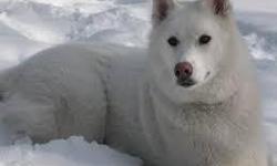 Siberiam Huskies for good homes .We have Siberiam Huskies that have a medium-length, double coat is thick and can withstand temperatures as low as -58Â° to -76Â° F (-50Â° to -60Â° C). The coat also comes in a longhaired variety called a wooly coat.Height