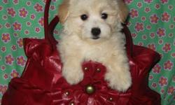 Cute little Morkie-Poo Puppies ready for their forever families! Morkie-Poos are a Morkie(maltese/yorkie)/Poodle cross. They are SO CUTE! And they are so sweet with wonderful temperaments! Great little dog for all ages form kids to seniors. They have very