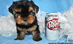 cute tea cup Yorkshire Terrier Puppies For Sale
FOR MORE INFORMATION ON THE FISHES PLEASE DO TEXT US AT
() -
&nbsp;