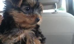 Adorable pure breed male yorkie available for adoption. Born 6/7/14. Vet approved. Up to date on vaccinations. Text me if interested.