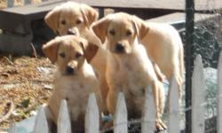 We have 7 yellow lab puppies that were born April 28 (so they are 10 weeks old).
They have their (second of three series of) shots, and wormer, as well as flea bath.
We are not sure if they are full bred. The mother is and some of the puppies look like