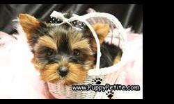 At NYCpuppy.com, we work with a small group of private breeders that home raise their puppies to produce puppies that are well socialized, that are bred for temperament, and conform to the breed standard. We specialize in toy breeds, and also very tiny
