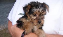 Cute loving and very friendly little Yorkie puppies. first shots and wormings. double reg. CKC & UKC. Males $400.00 and females $550.00. ready to go to a new home now.