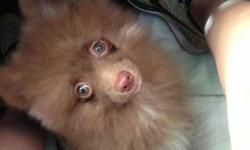 If you are trying to find a Pom different from the rest Take home with you this playful fluffy pomeranian girl Cocoa is a puppy has colored eyes with chocolate fur with white paw markings will be available to go all shots have been paid for healthy vet
