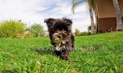 This little character is ?Scottie-Pippen?, our incredibly cute male Morkie Hybrid puppy available in San Diego. He is current on his vaccines and comes with a One Year Congenital Health Guarantee. Scottie-Pippen will be 4-5 lbs Full Grown. He is currently