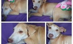 Mila Located: San Bernardino, California Breed: Lab Mix Color: Tan- With White Age: 5 Months Sex: Female (SPAYED) GOOD WITH CATS/KIDS/OTHER DOGS. Contact