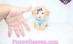 Congratulations ? you have found the best place in the country to get your new teacup or toy puppy: Puppy Heaven brings you the best selection of teacup & toy puppies and assures you will be happy with your new baby.
Good families only! Please do your