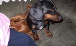 3 Dachshunds for sale, (too many dogs): 1-male, black and tan-2 yrs old, very quiet and gentle; 1-female-cinnamon shorthair, 2 yrs old-had puppies about 11 weeks ago, she is quiet-good lap dog; 1-longhair cinnamon puppy-11 weeks, very darling male.