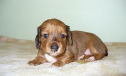 We have 2 beautiful new litters available.&nbsp; Long and shorthair, many colors and patterns.&nbsp; Puppies will have their first shots and current worming prior to leaving for their new homes.&nbsp; For more information visit www.littlelandkennels.com