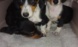 Three adorable 10 week old Dachshund Puppies available. Have two females and one male. Each Puppy already has their second set of shots. $300 each.
Call Miguel @ 561-842-1918
http://s1188.photobucket.com/albums/z417/lucreziazule/