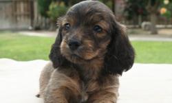 WE HAVE SOME BEAUTIFUL DACHSHUND PUPPIES RIGHT NOW PLEASE GO TO MY WEB SITE AT&nbsp; www.aaapuppydogs.com&nbsp;&nbsp; MALES & FEMALES, SMOOTH & LONG COATS. COME AND SEE......